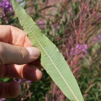 Rosebay Willowherb